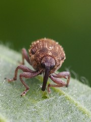 Trichosirocalus troglodytes