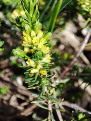 Thymelaea coridifolia
