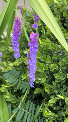 Vicia cracca