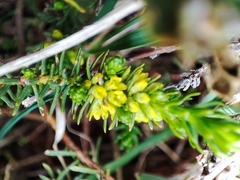 Thymelaea coridifolia
