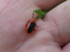 Disonycha discoidea