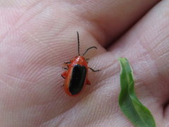 Disonycha discoidea