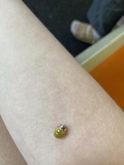 Harmonia axyridis