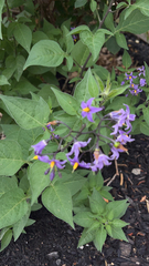 Solanum dulcamara