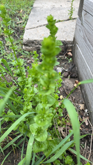 Triodanis perfoliata