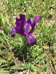 Iris furcata