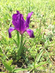 Iris furcata