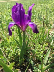 Iris furcata