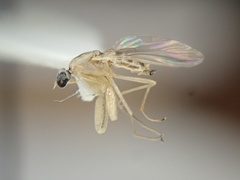Hemerodromiinae