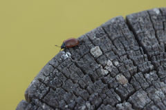 Plagiodera erythroptera