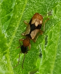 Demetrias imperialis