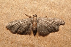 Eupithecia haworthiata