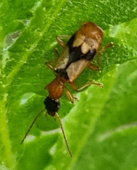 Demetrias imperialis