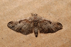Eupithecia laquaearia