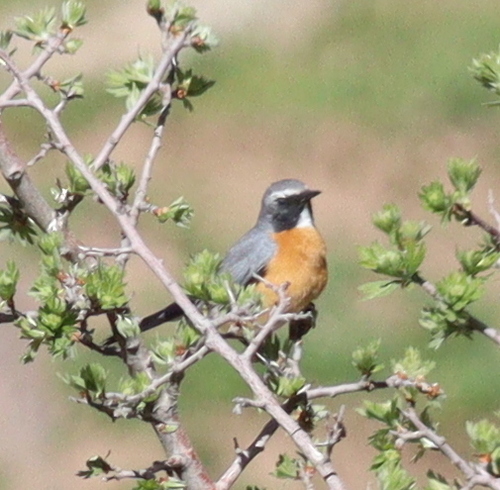 White-throated Robin