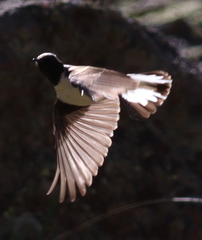Oenanthe melanoleuca