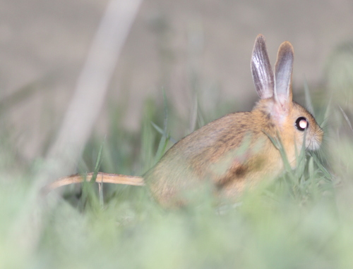 Williams's Jerboa