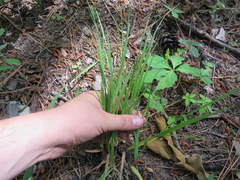 Dichanthelium angustifolium