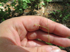 Dichanthelium angustifolium