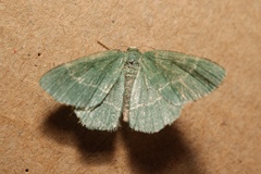 Chlorissa cloraria