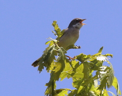 Curruca communis
