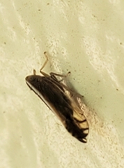 Stenocranus brunneus