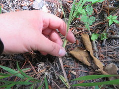 Dichanthelium angustifolium