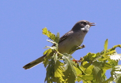 Curruca communis