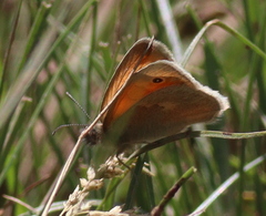 Coenonympha