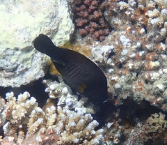 Amanses scopas