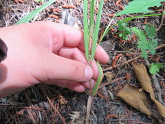 Dichanthelium angustifolium
