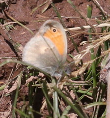 Coenonympha