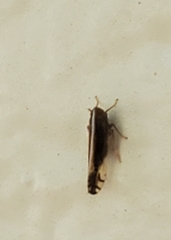 Stenocranus brunneus