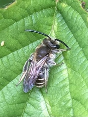Eucera longicornis
