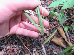 Dichanthelium angustifolium