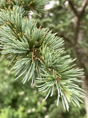 Cedrus libani