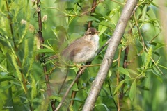 Acrocephalus dumetorum
