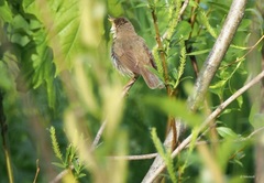 Acrocephalus dumetorum