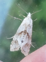 Cochylimorpha straminea