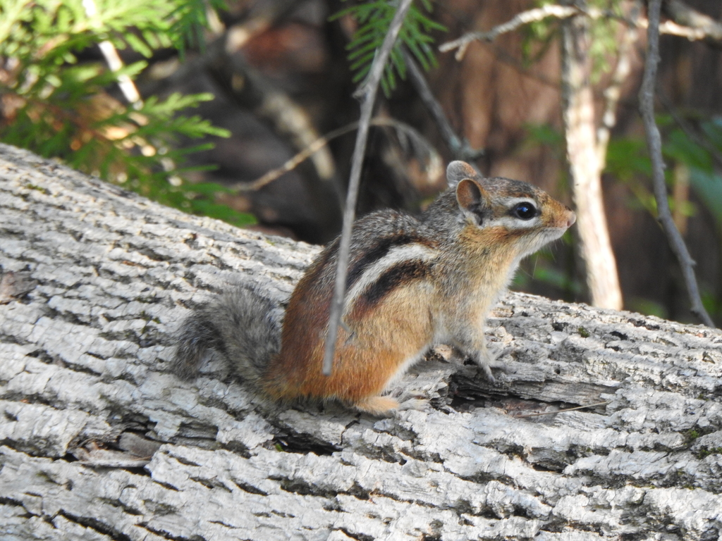 Eastern Chipmunk