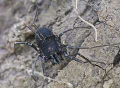 Egaenus
