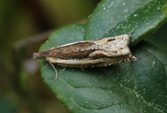 Ancylis apicella