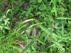 Festuca paradoxa