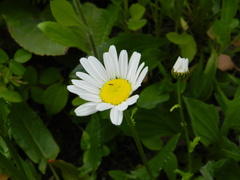 Leucanthemum vulgare