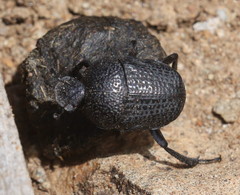 Gymnopleurus