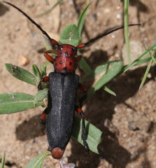 Phytoecia wachanrui