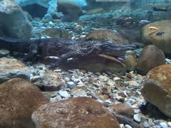 Mecistops cataphractus