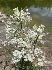 Polygonella americana