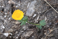 Ranunculus montanus
