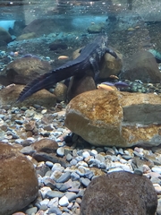 Mecistops cataphractus